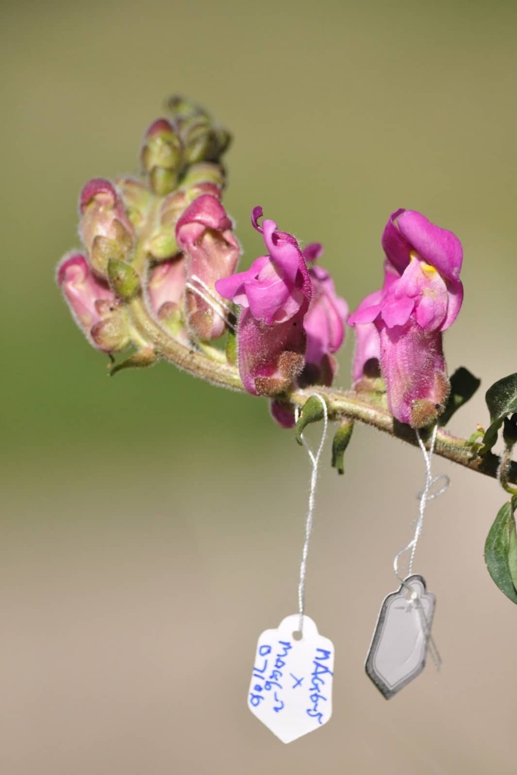 Closeup shot of a snapdragon beginning to bloom, a few blossoms already blooming in a magenta tone. There are little paper tags hung on the blossoms.
