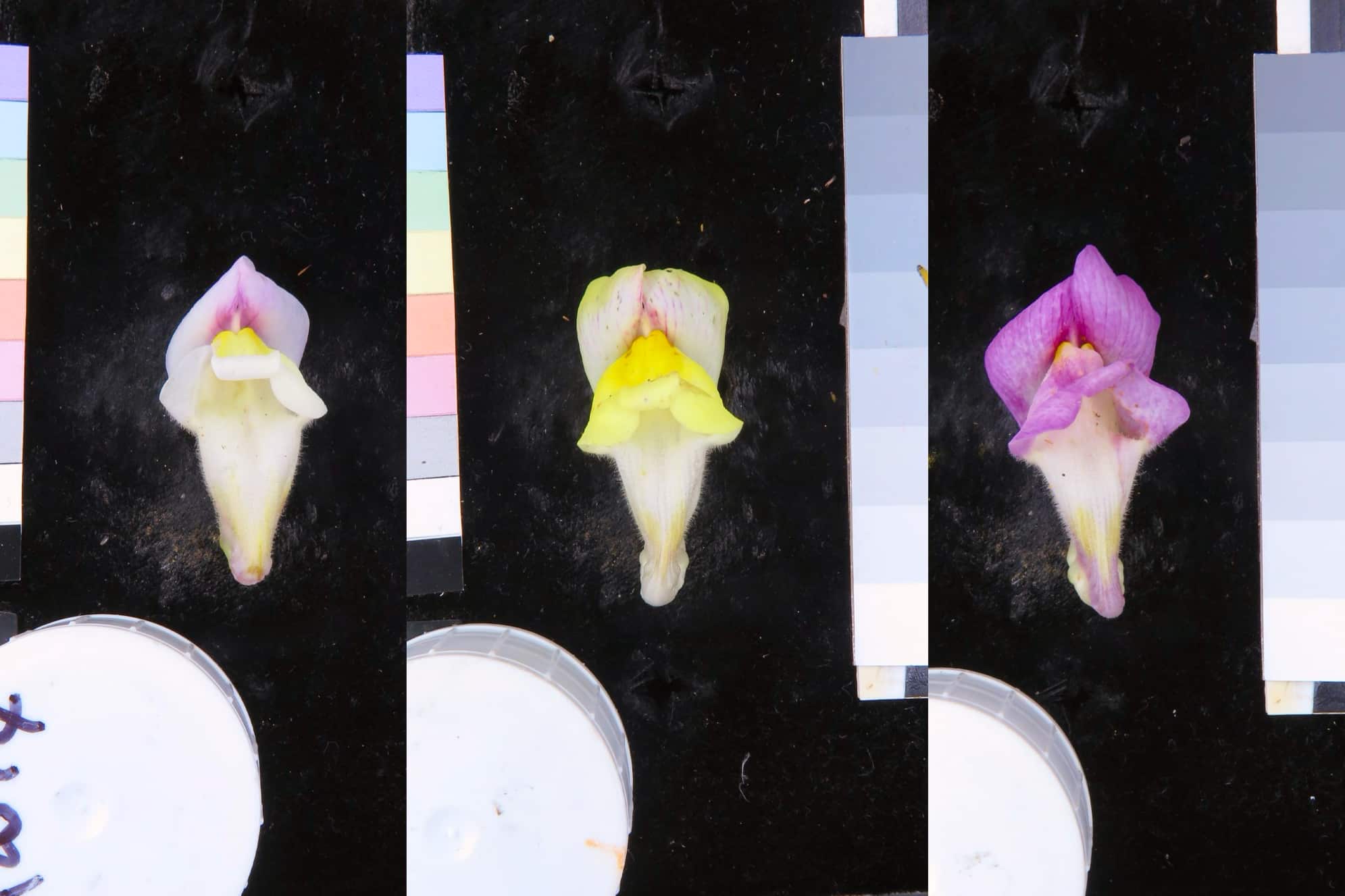 Three snapdragon blossoms photographed on a dark background for analysing purposes.