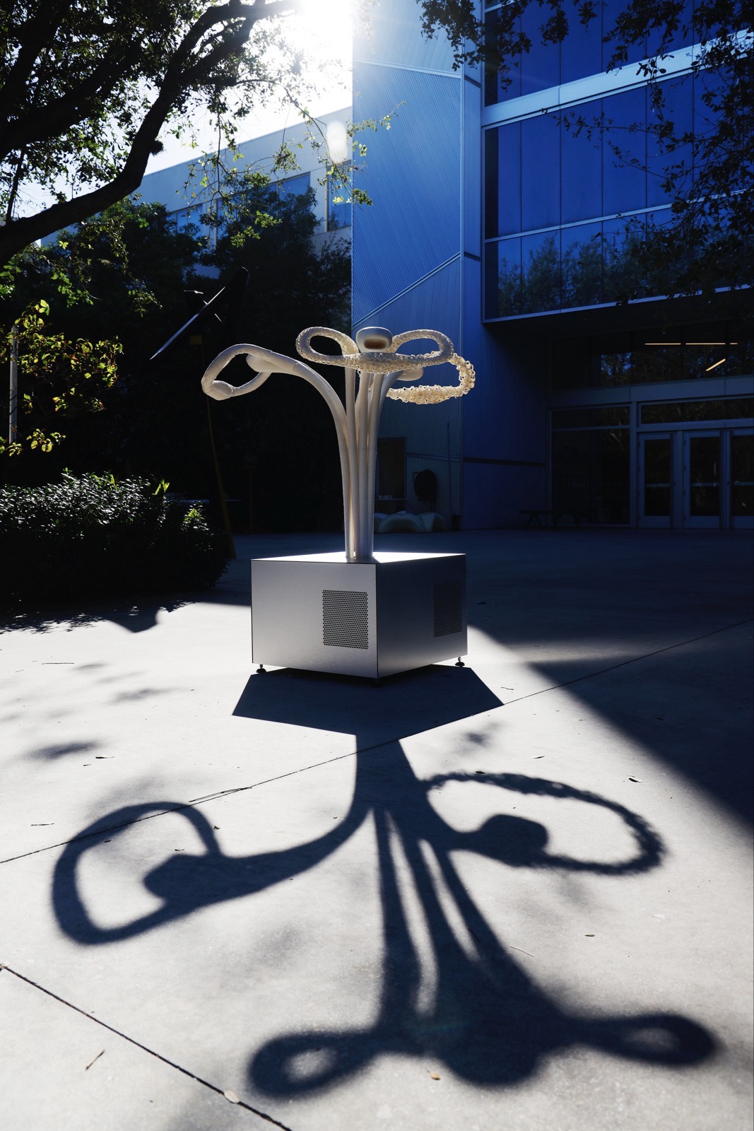 The floral interactive sculpture against stark light.